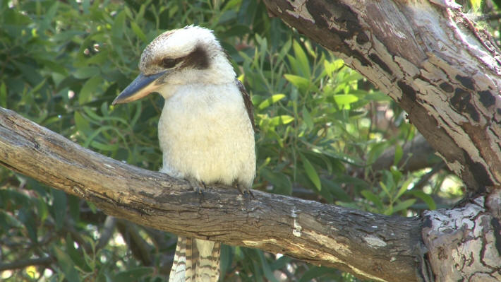 Kookaburra