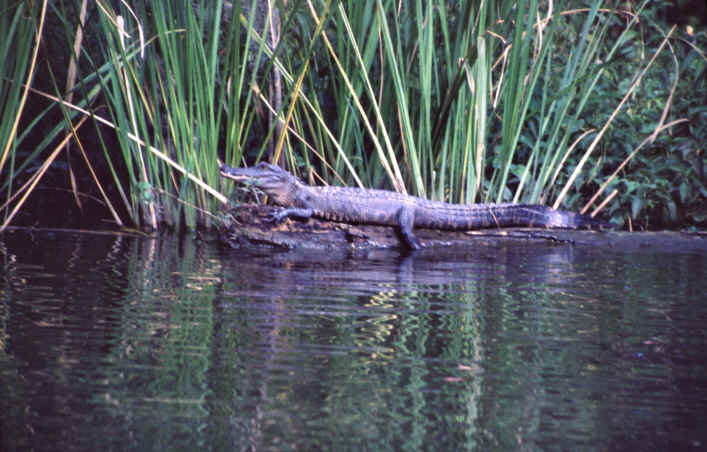 Die Swamps von New Orleans