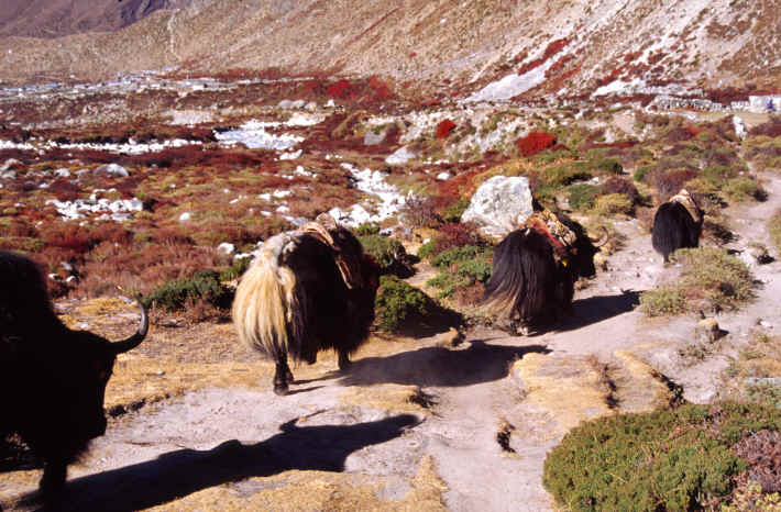 The way to Chhukung 15.600 feet