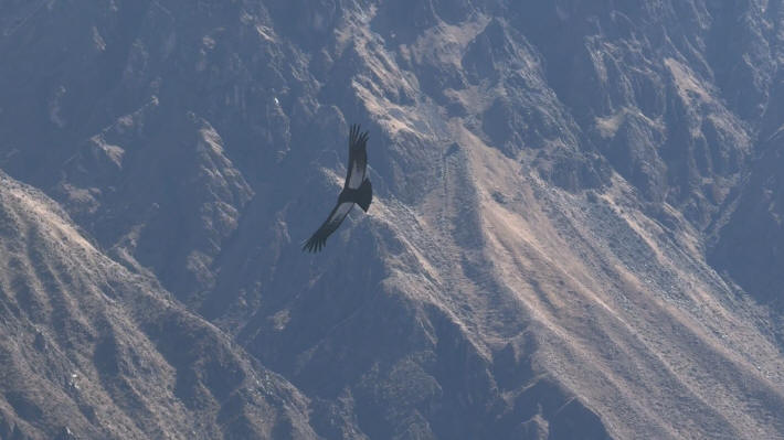 Colca Canyon Andean Condor