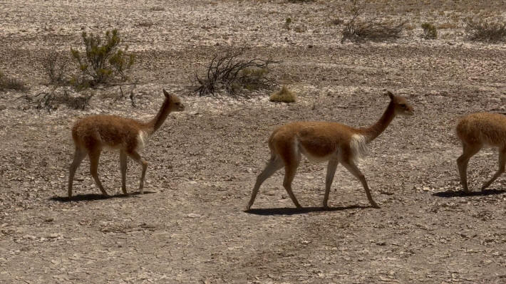 Vicunjas