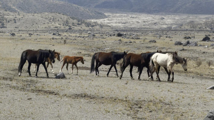 Wild Horses