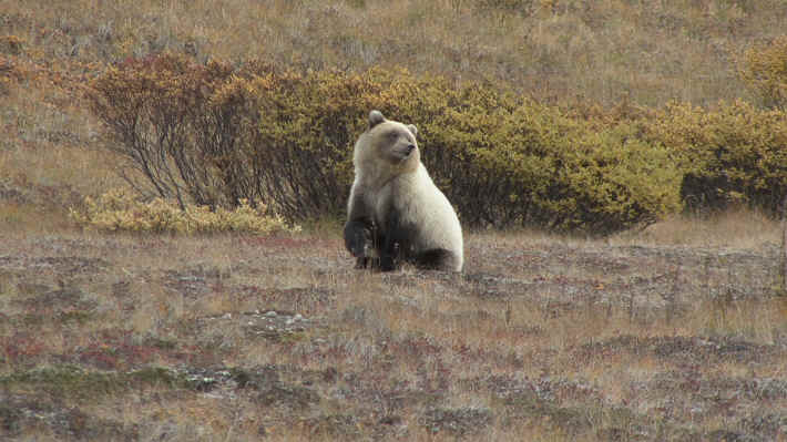 Denali National Park