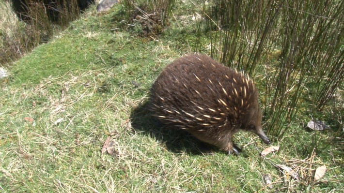 Echidna