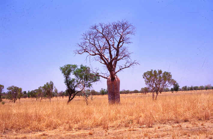 Flaschenbaum