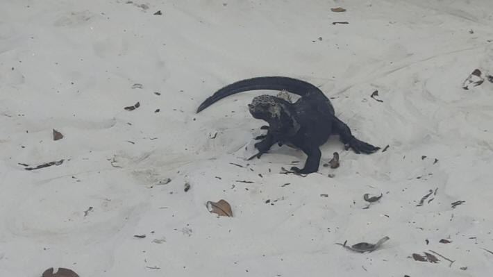 Island of Bartolomé Marine Lizard
