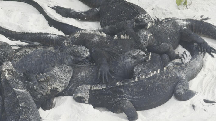 Island of Bartolomé Marine Lizard