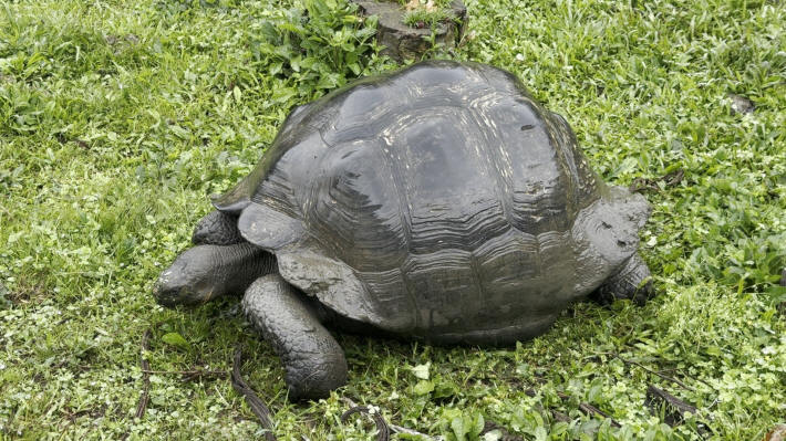 Galapagos Giant Tortoises
