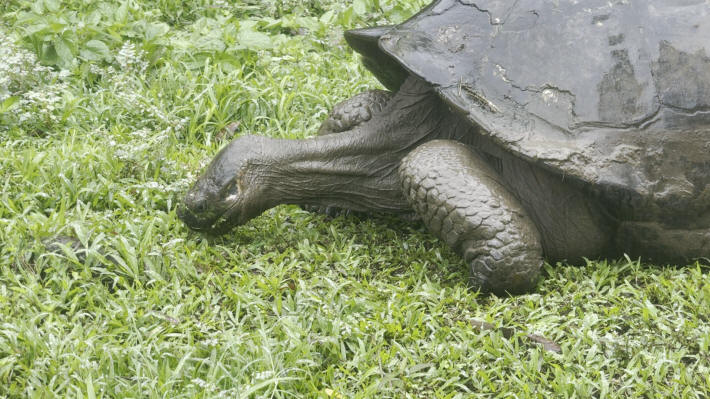 Galapagos Giant Tortoises