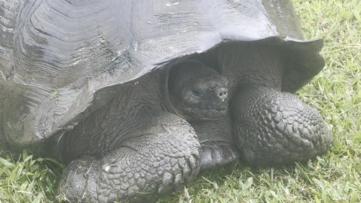 Galapagos Giant Tortoises