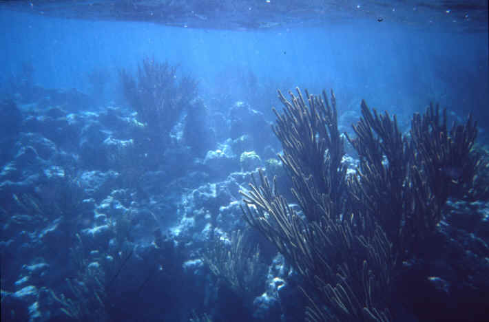 Great Bird Island