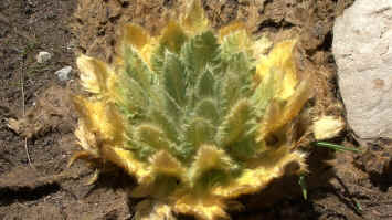 Himalaya Scheinmohn