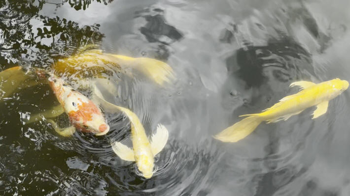 Imperial Palace Koi