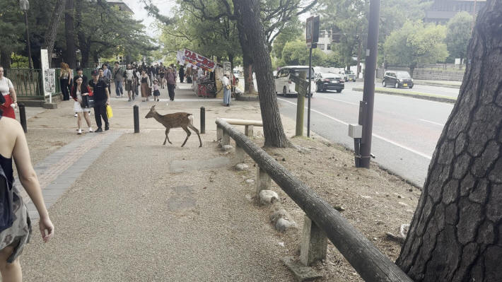 Nara Park