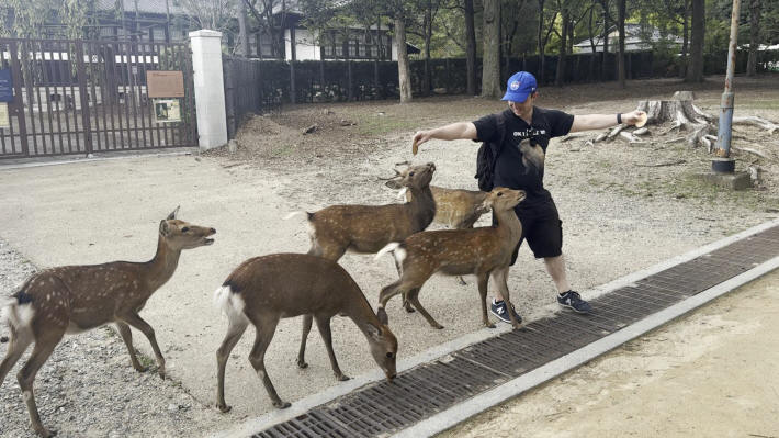 Nara Park