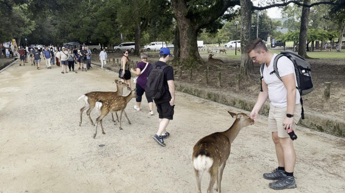 Nara Park