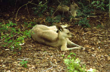 Kangaroo