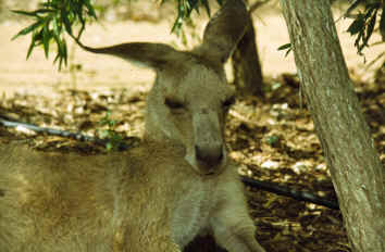 Känguru