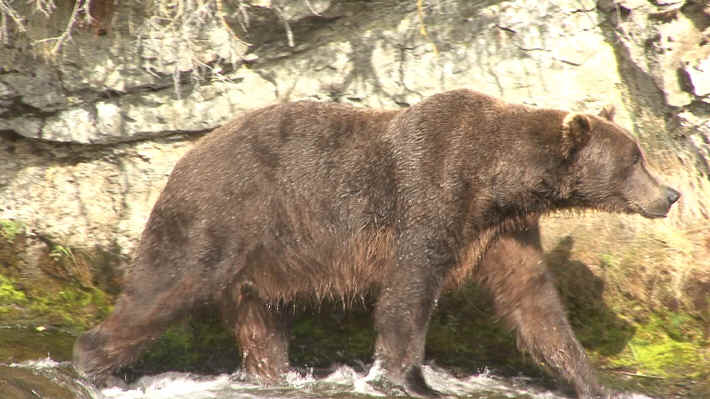 Bears at Brooks Lodge