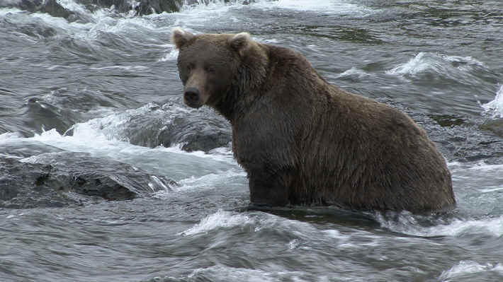 Bears at Brooks Lodge