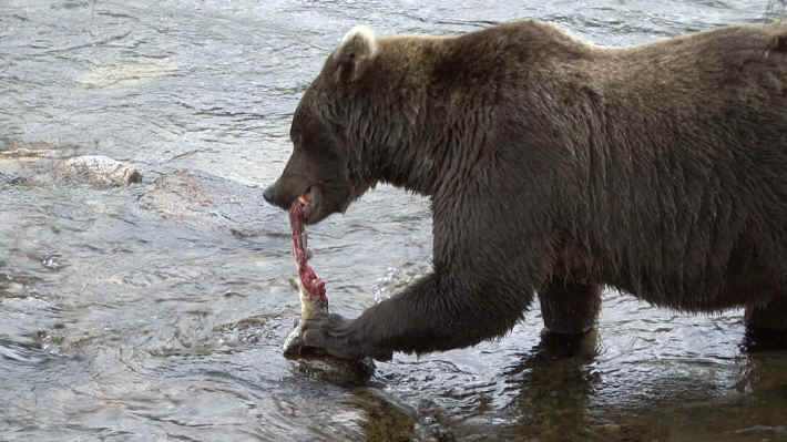 Bears at Brooks Lodge