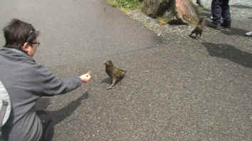 Kea's at Milford Sound