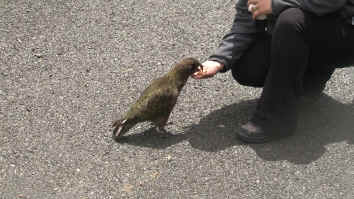 Kea's at Milford Sound