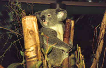 Lone Pine Koala Park