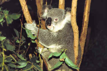 Lone Pine Koala Park
