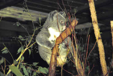 Lone Pine Koala Park