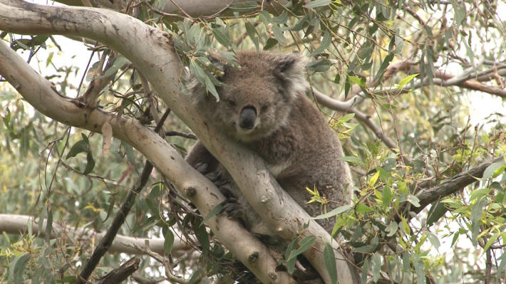 Koala Conservation Centre