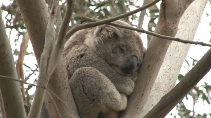 Koala Conservation Centre