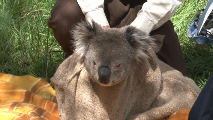 Koala Conservation Centre