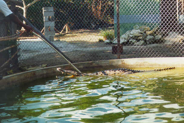 Crocodilefarm