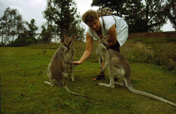 Lone Pine Koala Park