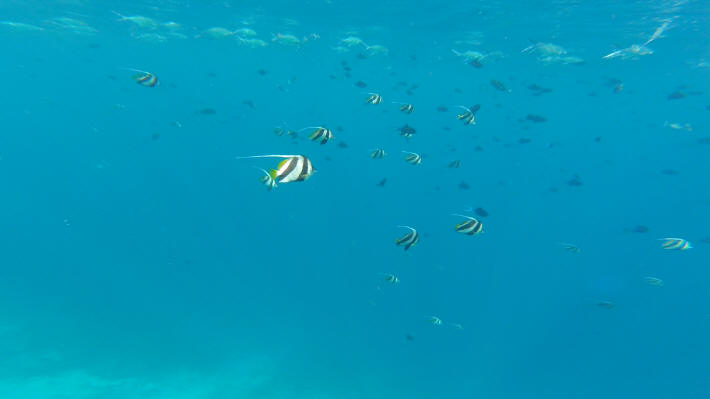 Dhawa Ihuru