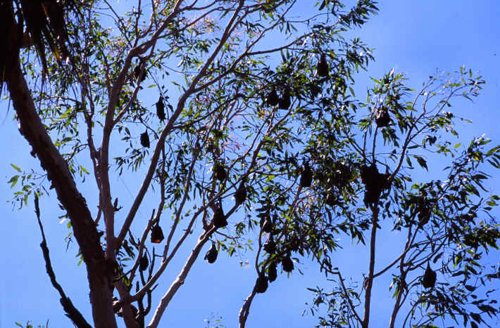 Flying foxes at Mataranka