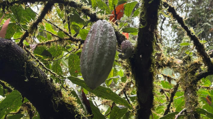 Tirimbina Regenwaldreservat