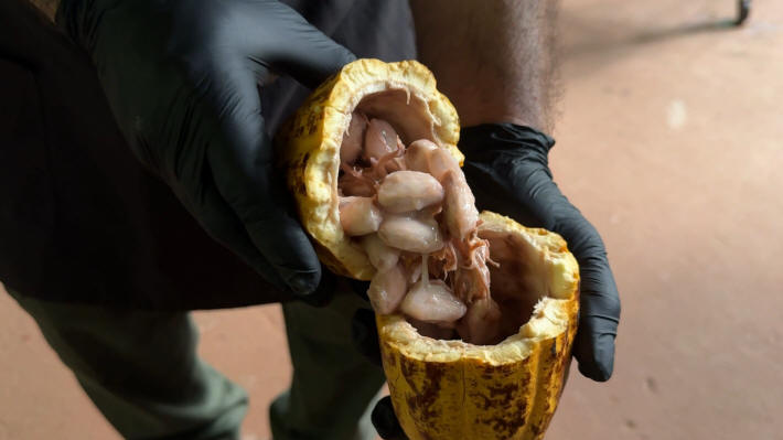 Tirimbina Regenwaldreservat