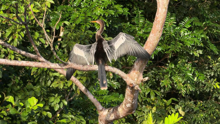 Tortuguero Nationalpark