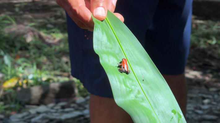 Tortuguero Nationalpark