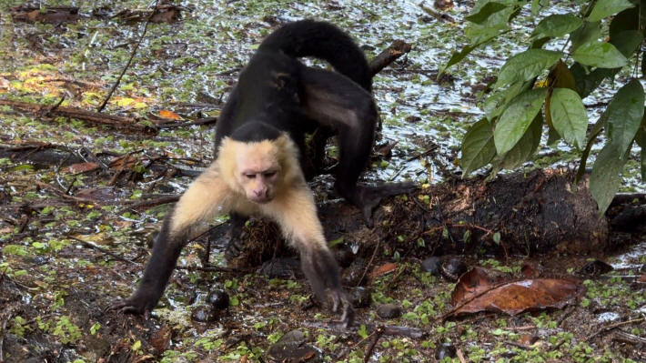 Tortuguero Nationalpark