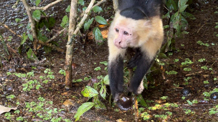 Tortuguero Nationalpark