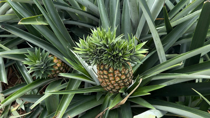 Ananas Plantage