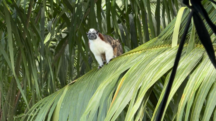 Panama Perückenaffe