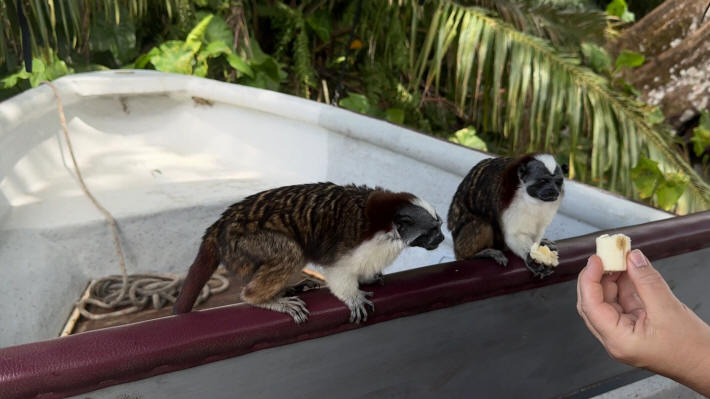 Panama Perückenaffe