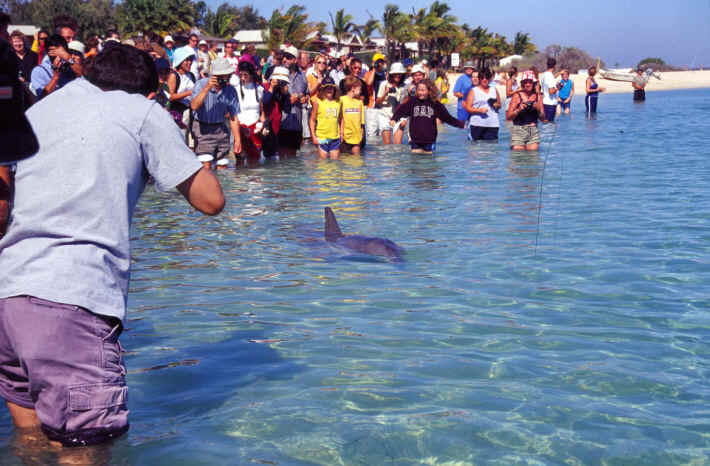 Monkey Mia Shark Bay