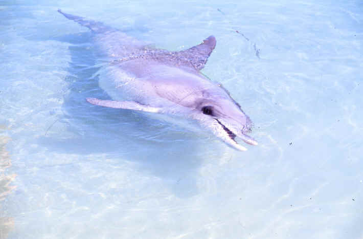 Monkey Mia Shark Bay