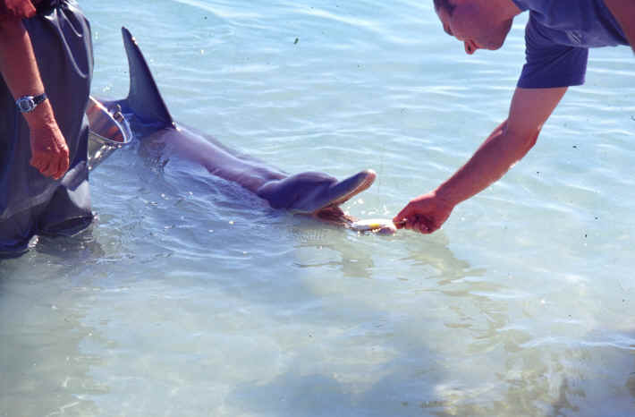 Monkey Mia Shark Bay