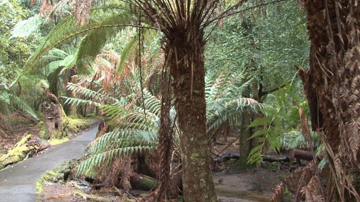 Mount Field National Park